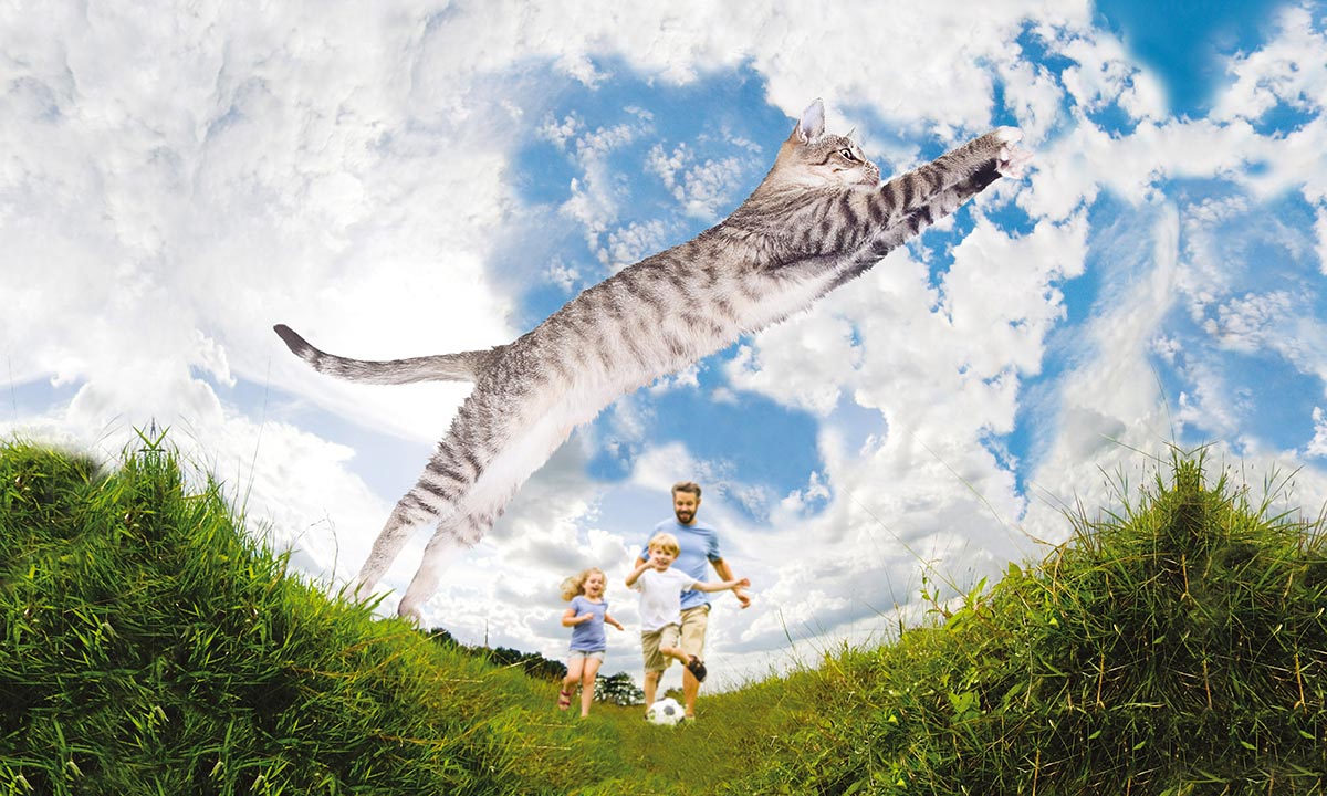 Ciuffi Gatto - Gheda